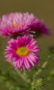 Preview wallpaper flower, petals, thorns, plant