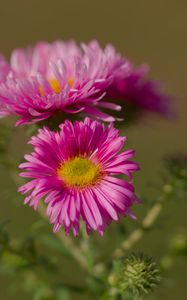 Preview wallpaper flower, petals, thorns, plant