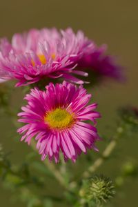 Preview wallpaper flower, petals, thorns, plant