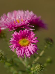 Preview wallpaper flower, petals, thorns, plant