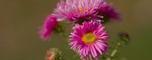 Preview wallpaper flower, petals, thorns, plant