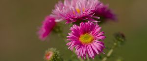 Preview wallpaper flower, petals, thorns, plant