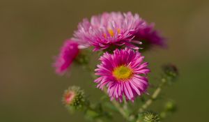 Preview wallpaper flower, petals, thorns, plant