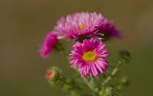 Preview wallpaper flower, petals, thorns, plant