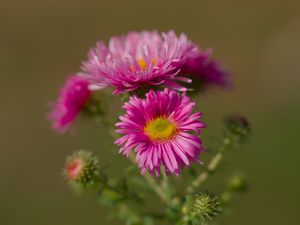 Preview wallpaper flower, petals, thorns, plant