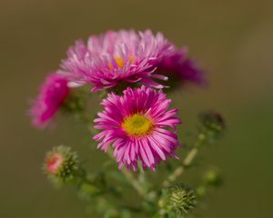 Preview wallpaper flower, petals, thorns, plant