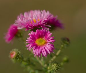 Preview wallpaper flower, petals, thorns, plant