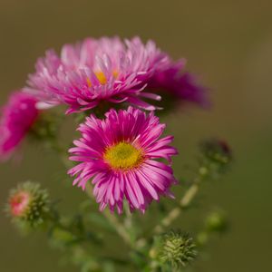 Preview wallpaper flower, petals, thorns, plant