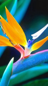 Preview wallpaper flower, petals, unusual, colorful