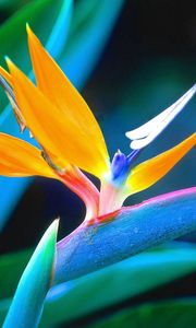 Preview wallpaper flower, petals, unusual, colorful