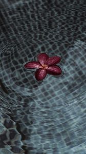 Preview wallpaper flower, petals, water, ripples