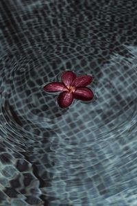 Preview wallpaper flower, petals, water, ripples
