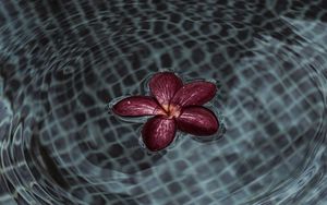 Preview wallpaper flower, petals, water, ripples