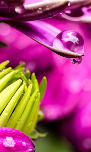 Preview wallpaper flower, petals, water, drop, macro, pink