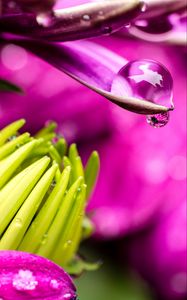 Preview wallpaper flower, petals, water, drop, macro, pink