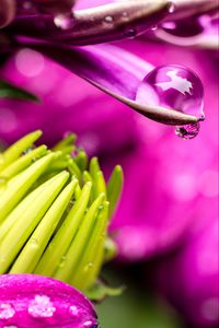 Preview wallpaper flower, petals, water, drop, macro, pink