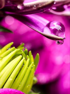 Preview wallpaper flower, petals, water, drop, macro, pink