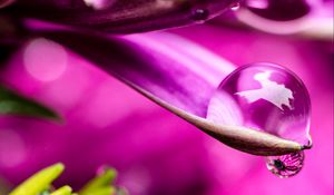 Preview wallpaper flower, petals, water, drop, macro, pink