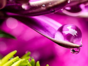 Preview wallpaper flower, petals, water, drop, macro, pink