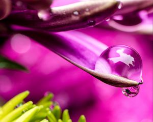 Preview wallpaper flower, petals, water, drop, macro, pink