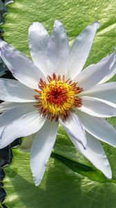 Preview wallpaper flower, petals, water lilies, leaves, water