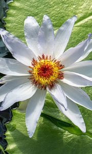 Preview wallpaper flower, petals, water lilies, leaves, water