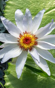 Preview wallpaper flower, petals, water lilies, leaves, water