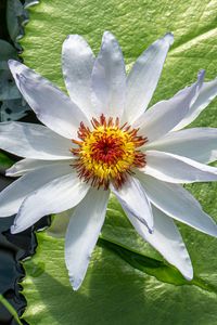 Preview wallpaper flower, petals, water lilies, leaves, water