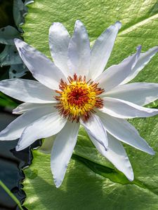 Preview wallpaper flower, petals, water lilies, leaves, water