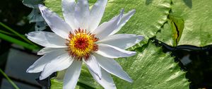 Preview wallpaper flower, petals, water lilies, leaves, water