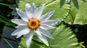 Preview wallpaper flower, petals, water lilies, leaves, water
