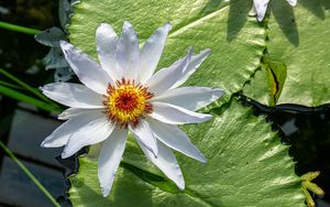 Preview wallpaper flower, petals, water lilies, leaves, water