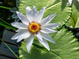 Preview wallpaper flower, petals, water lilies, leaves, water