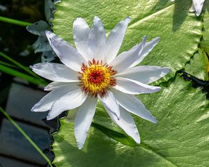 Preview wallpaper flower, petals, water lilies, leaves, water
