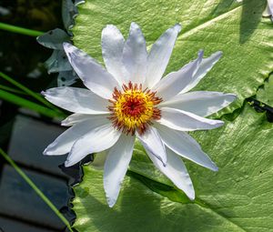 Preview wallpaper flower, petals, water lilies, leaves, water