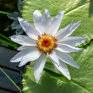 Preview wallpaper flower, petals, water lilies, leaves, water