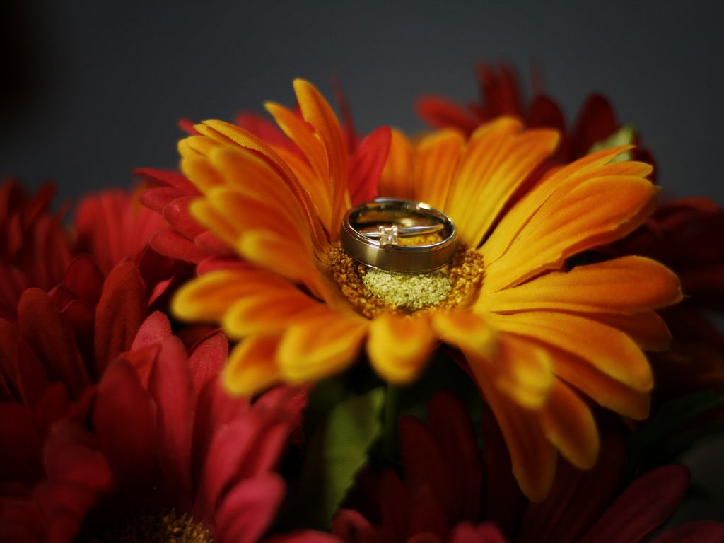 1024x768 Wallpaper flower, petals, wedding rings, wedding