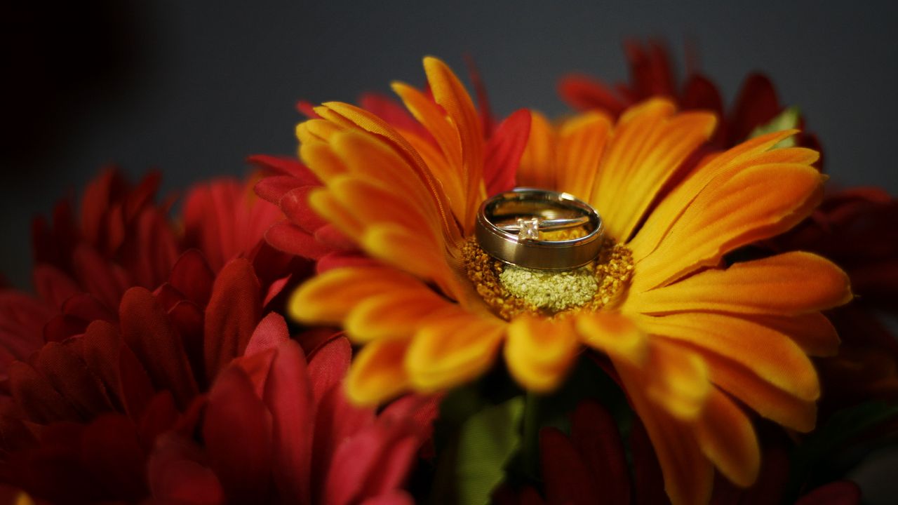 1280x720 Wallpaper flower, petals, wedding rings, wedding