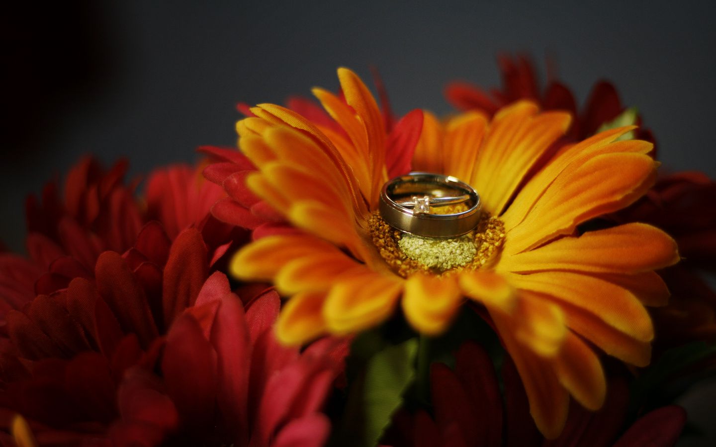 1440x900 Wallpaper flower, petals, wedding rings, wedding