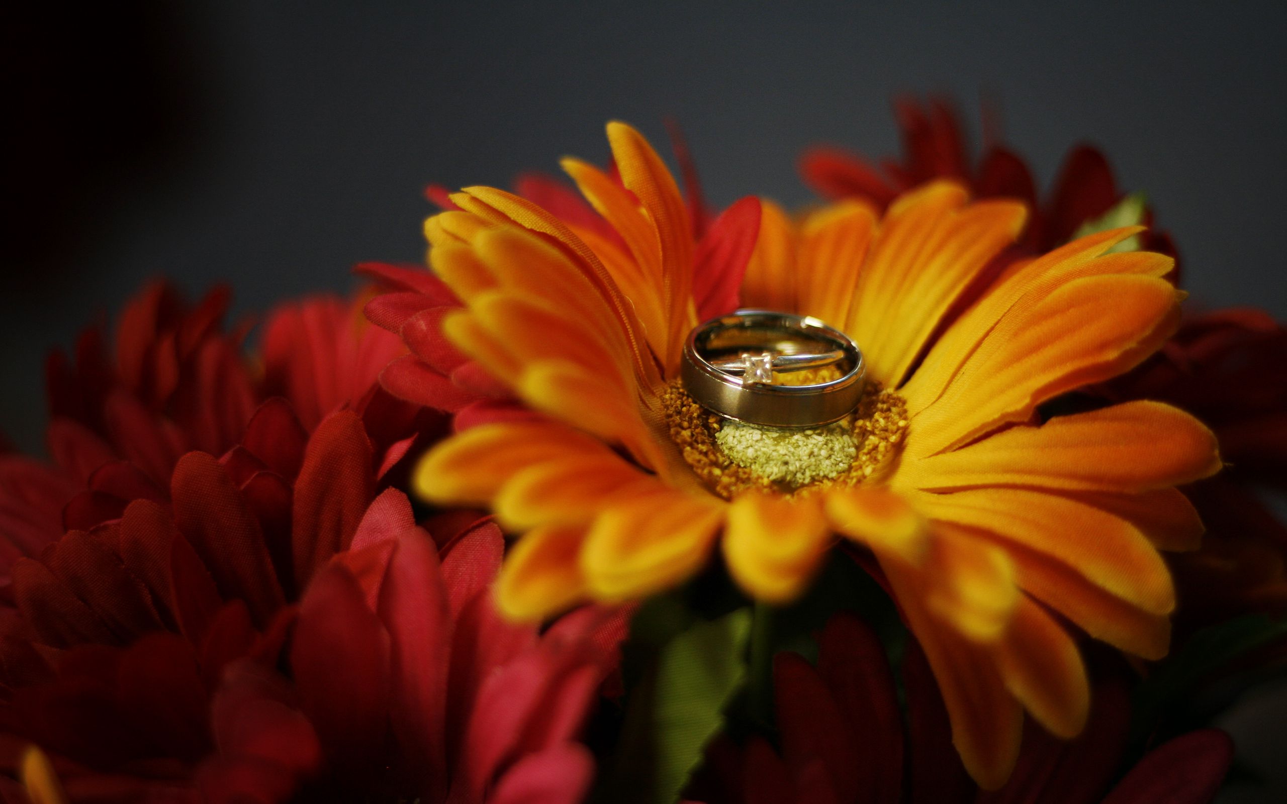 2560x1600 Wallpaper flower, petals, wedding rings, wedding