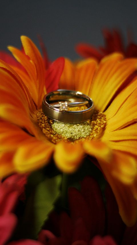 480x854 Wallpaper flower, petals, wedding rings, wedding