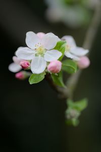 Preview wallpaper flower, petals, white, buds, leaves, blur