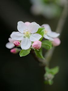 Preview wallpaper flower, petals, white, buds, leaves, blur