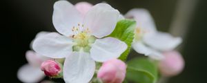 Preview wallpaper flower, petals, white, buds, leaves, blur