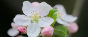 Preview wallpaper flower, petals, white, buds, leaves, blur