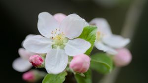 Preview wallpaper flower, petals, white, buds, leaves, blur