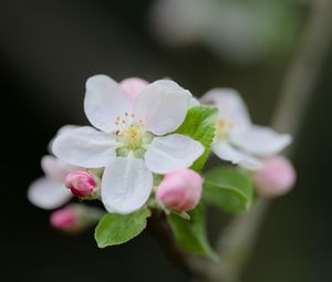 Preview wallpaper flower, petals, white, buds, leaves, blur