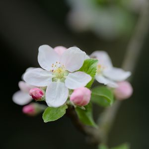 Preview wallpaper flower, petals, white, buds, leaves, blur