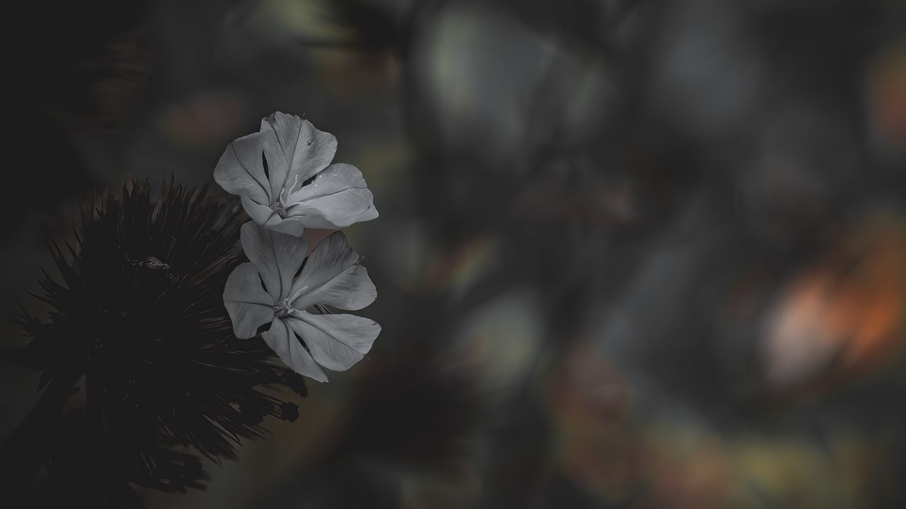 Wallpaper flower, petals, white, blur