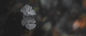 Preview wallpaper flower, petals, white, blur